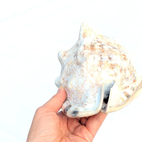 Large natural Horned King Helmet Conch Shell aquarium nautical bathroom decor - Picture 9 of 9